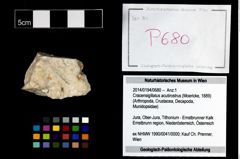 Foto (Objekt + Etikett) von Cracensigillatus acutirostrus (Moericke, 1889)  (NHMW-GEO-2014-0194-0680)